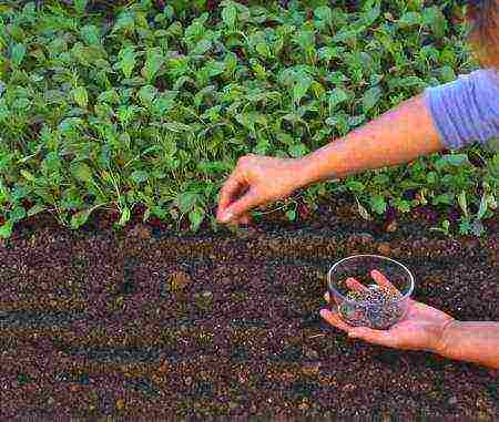 violet night planting and outdoor care