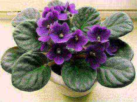 violets are the best varieties