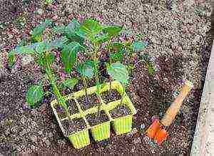 physalis strawberry planting and care in the open field