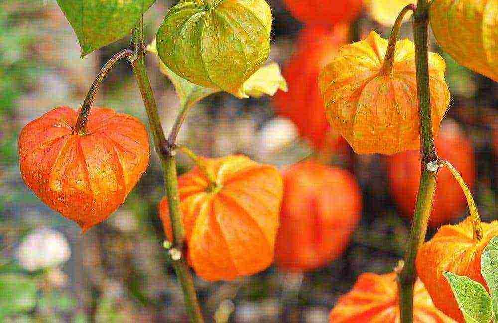 physalis สตรอเบอร์รี่ปลูกและดูแลในทุ่งโล่ง