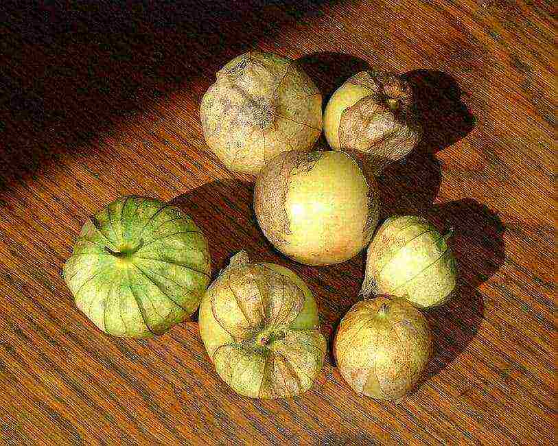 physalis strawberry planting and care in the open field