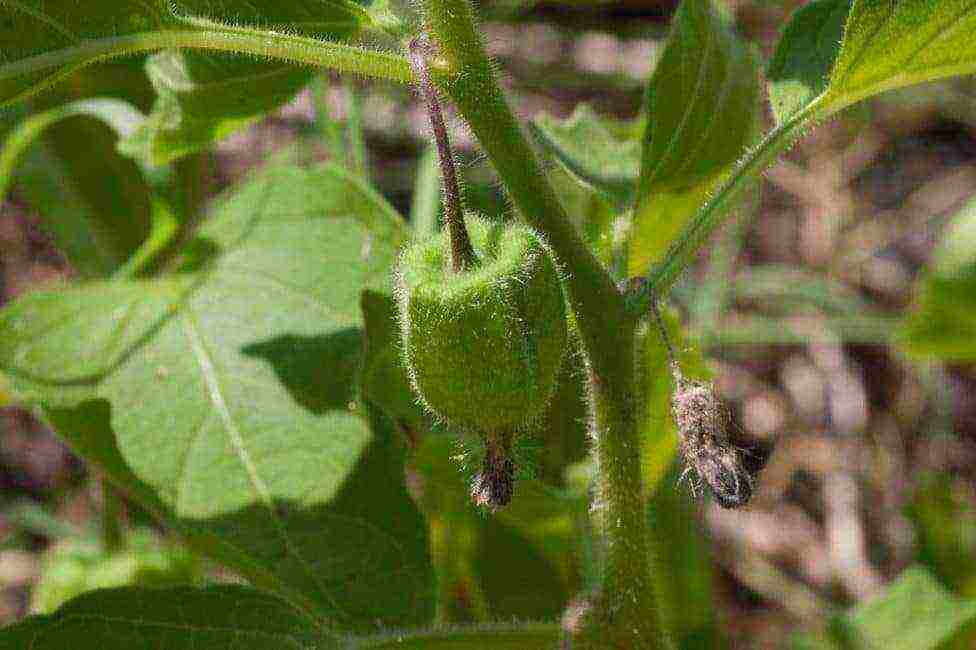 physalis สตรอเบอร์รี่ปลูกและดูแลในทุ่งโล่ง