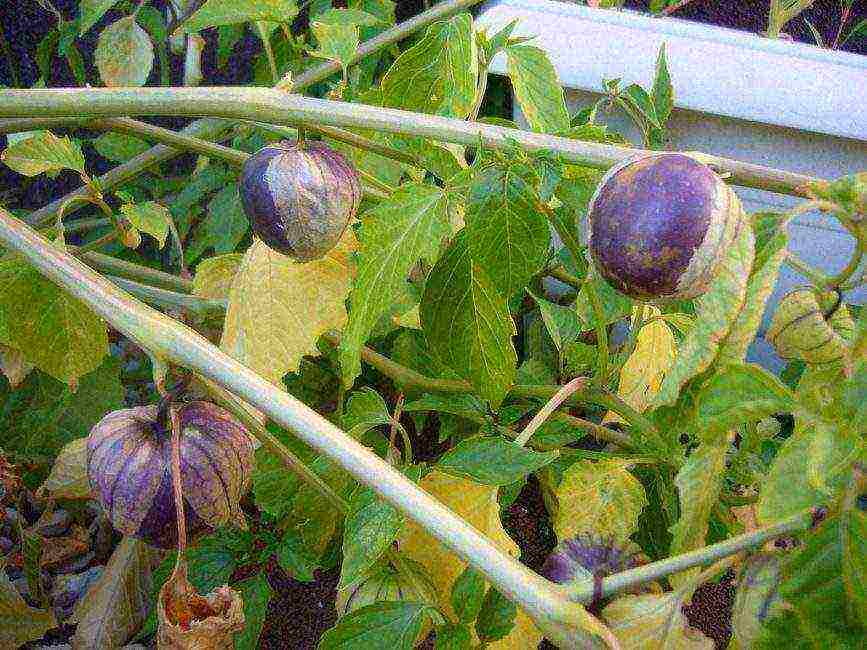 physalis strawberry planting and care in the open field