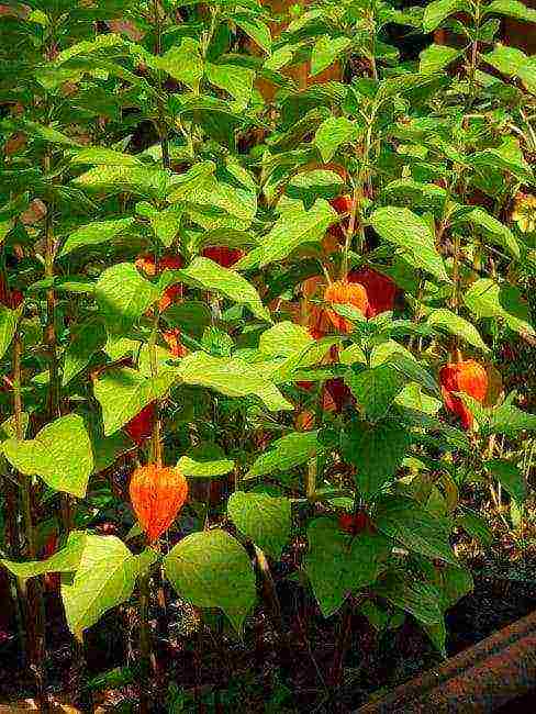 physalis strawberry planting and care in the open field