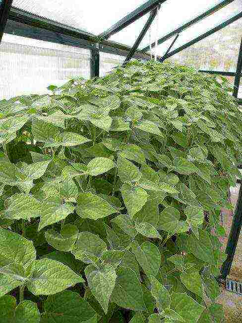 physalis strawberry na pagtatanim at pangangalaga sa bukas na bukid