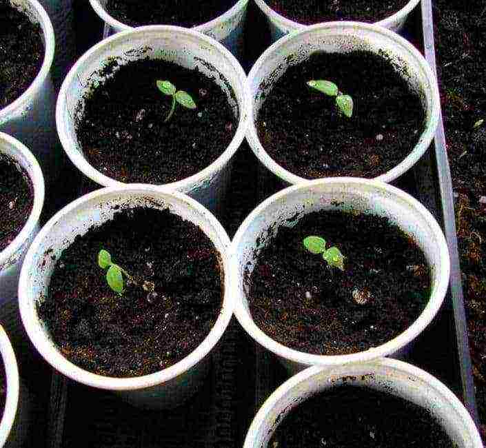 physalis strawberry planting and care in the open field