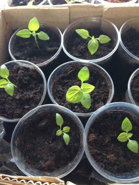 physalis strawberry planting and care in the open field