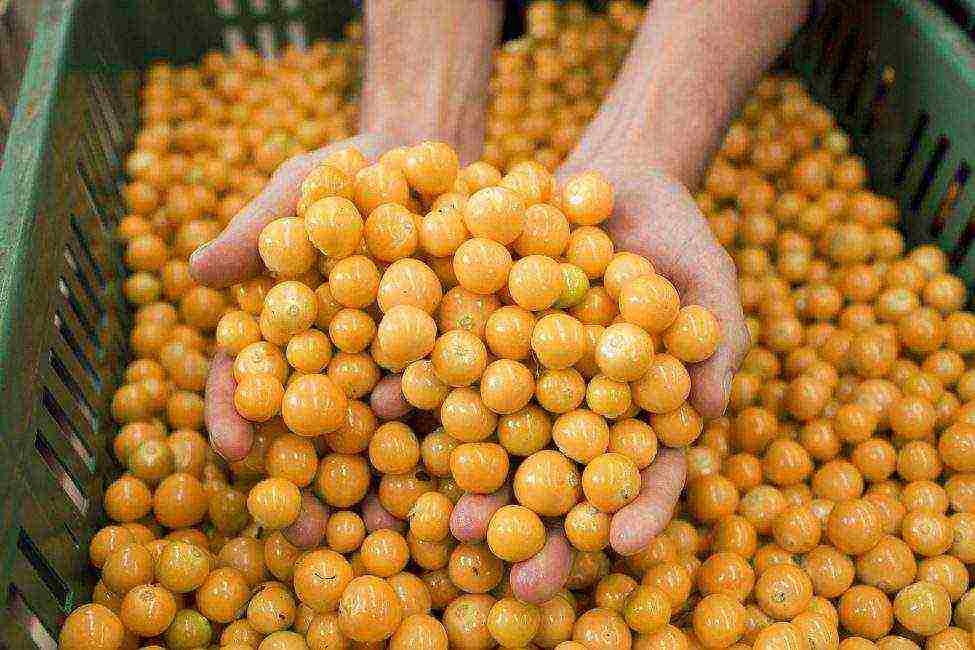 physalis strawberry planting and care in the open field