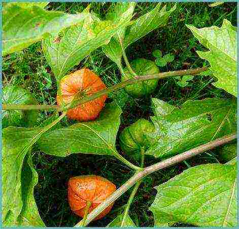 physalis strawberry planting and care in the open field