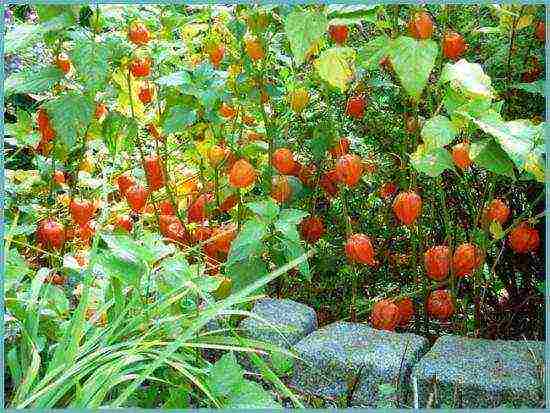 physalis สตรอเบอร์รี่ปลูกและดูแลในทุ่งโล่ง