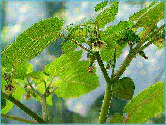 physalis strawberry planting and care in the open field