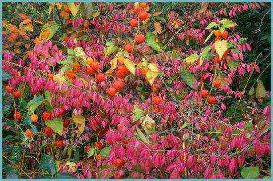 physalis strawberry planting and care in the open field