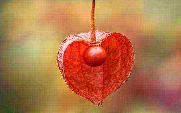 physalis strawberry planting and care in the open field