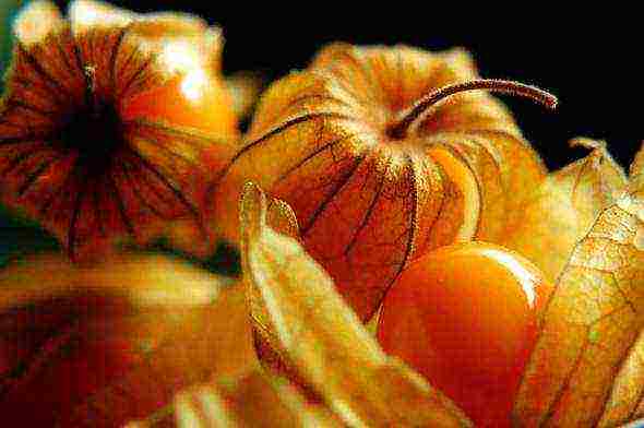 physalis สตรอเบอร์รี่ปลูกและดูแลในทุ่งโล่ง