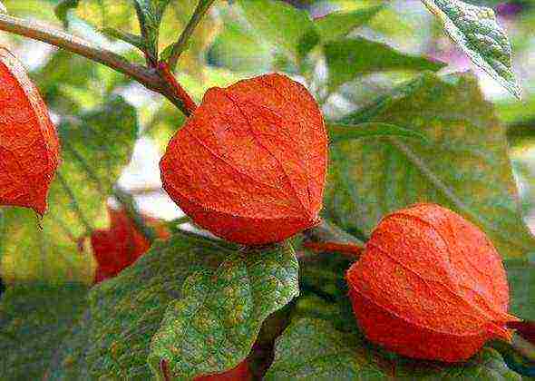 physalis สตรอเบอร์รี่ปลูกและดูแลในทุ่งโล่ง