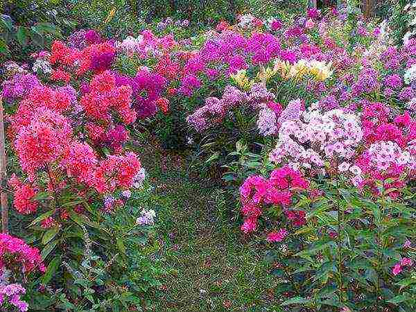 phlox planting and care in the open field in the urals