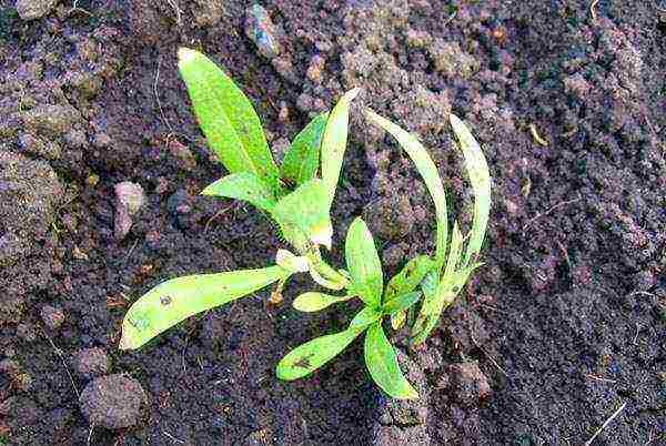 phlox planting and care in the open field in the urals