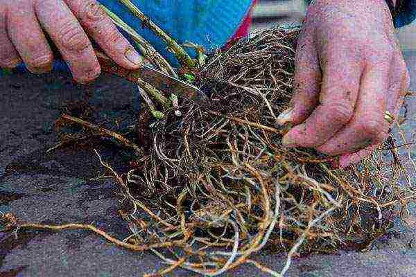 phlox planting and care in the open field in the urals