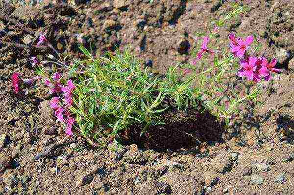 phlox planting and care in the open field in the urals