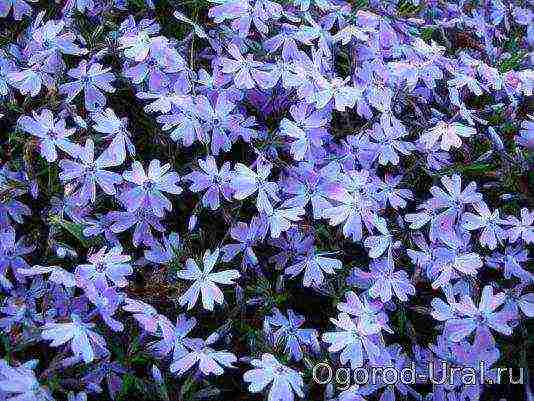 phlox planting and care in the open field in the urals