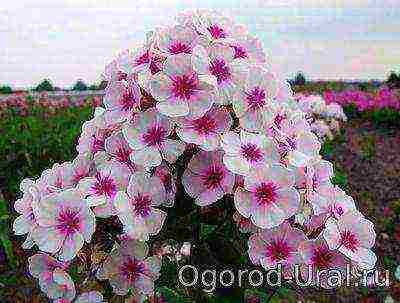 phlox planting and care in the open field in the urals