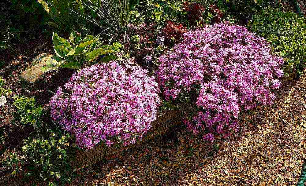 phlox planting and care in the open field in the urals