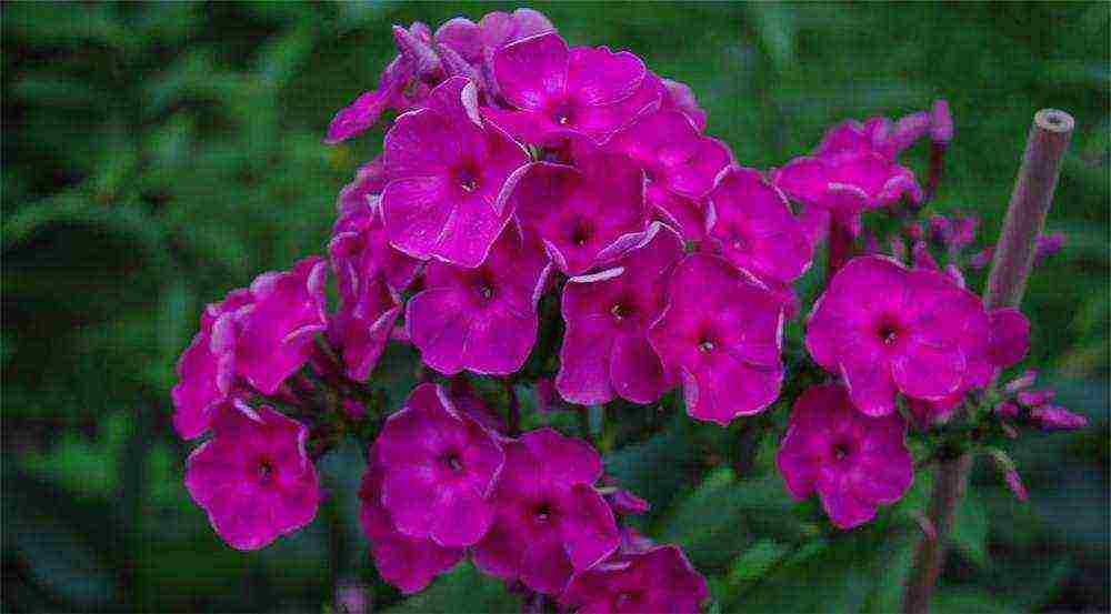 phlox planting and care in the open field in the urals