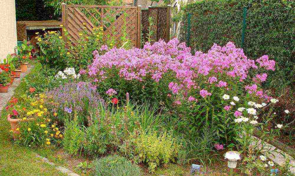 pagtatanim ng phlox at pangangalaga sa bukas na bukid sa mga ural