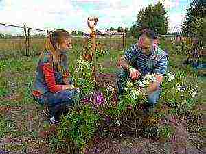 phlox planting and care in the open field in the urals