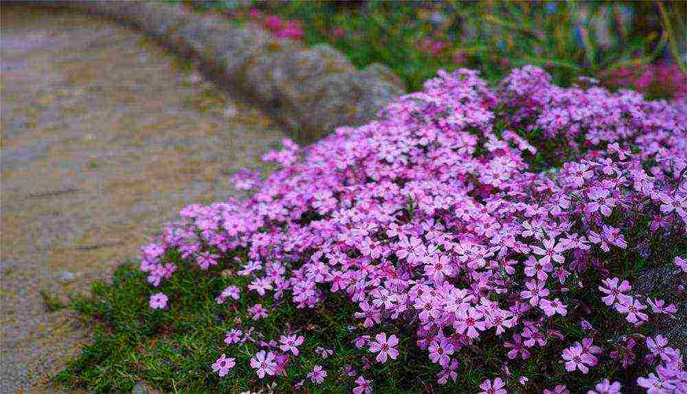 phlox planting and care in the open field in the urals