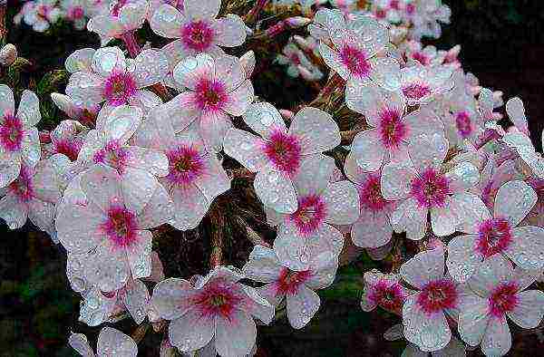 phlox planting and care in the open field in the urals