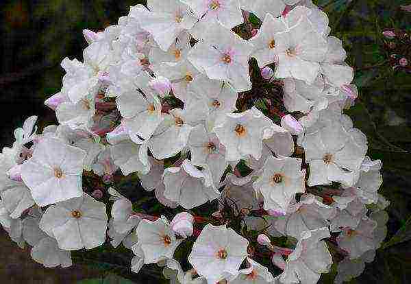 phlox planting and care in the open field in the urals