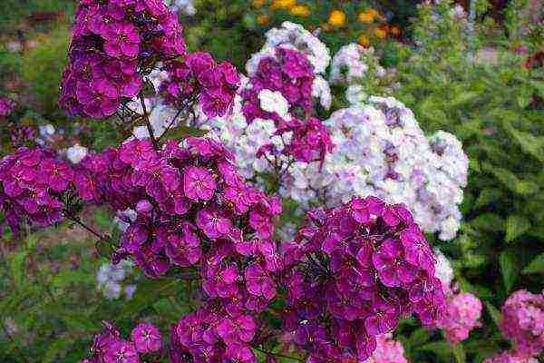 phlox planting and care in the open field in the urals