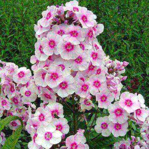 phlox planting and care in the open field in the urals