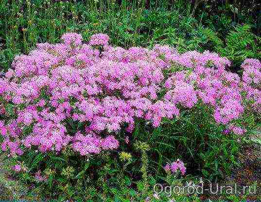 phlox planting and care in the open field in the Urals in the fall