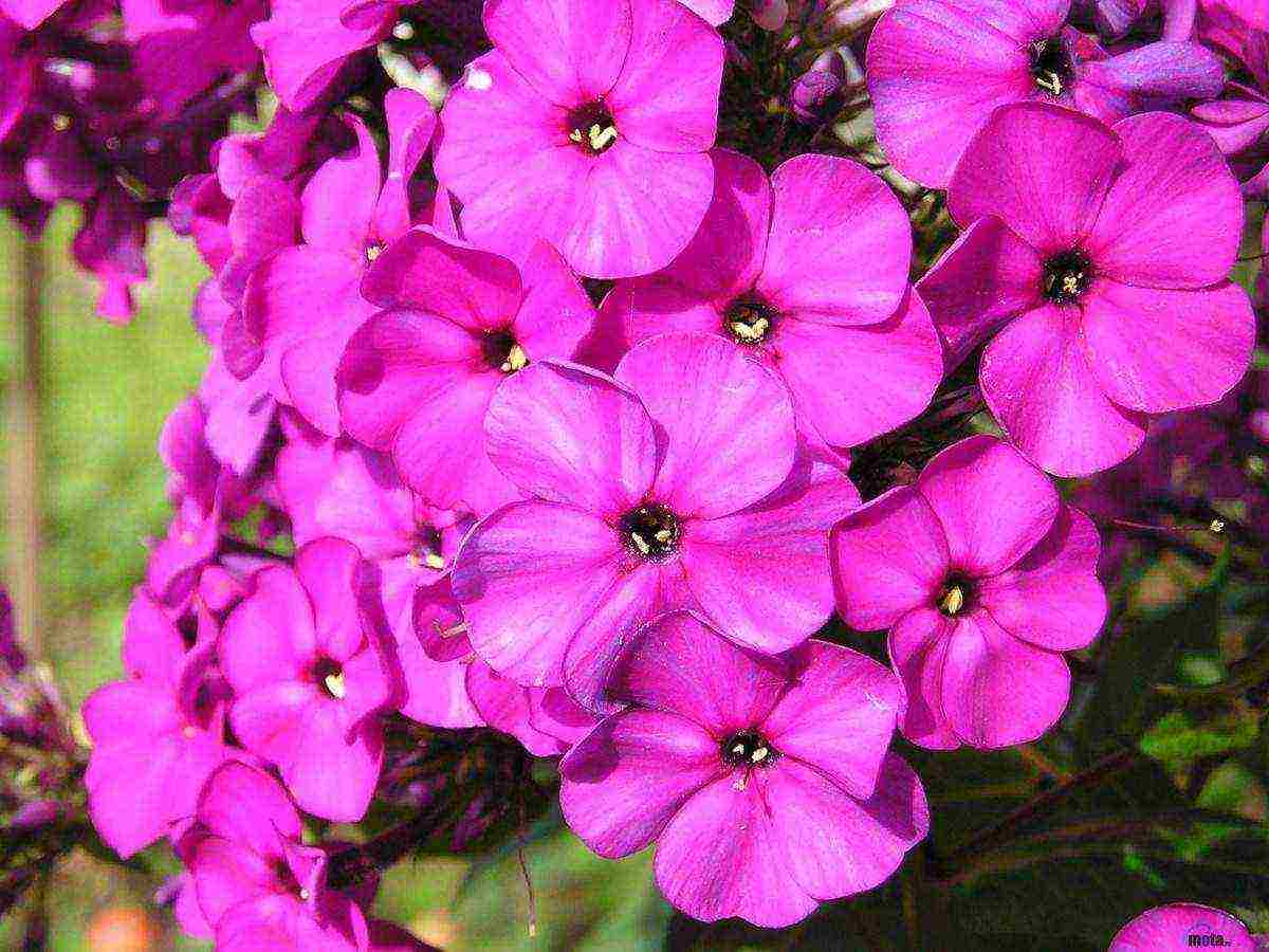 phlox garden planting and outdoor care