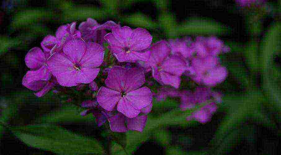 phlox garden planting and outdoor care