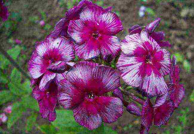 phlox garden planting and outdoor care