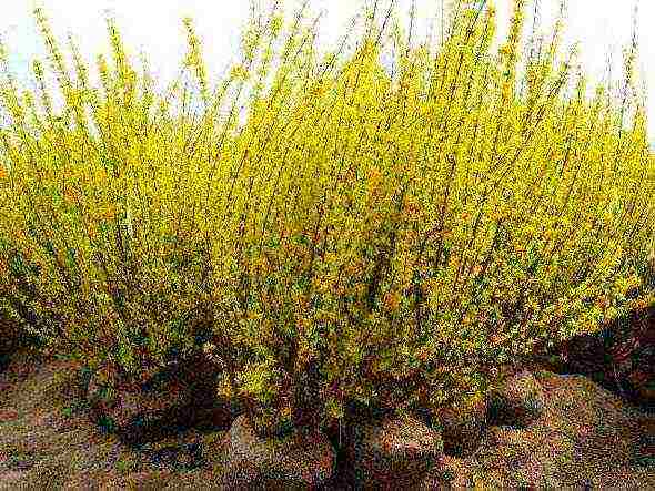 forsythia in the urals planting and care in the open