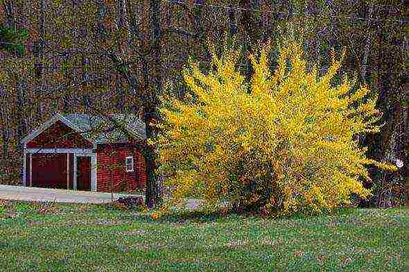 forsythia ใน urals ปลูกและดูแลในที่โล่ง