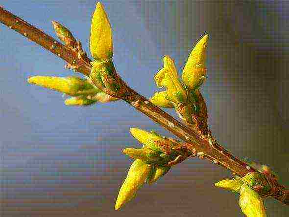 forsythia ใน urals ปลูกและดูแลในที่โล่ง