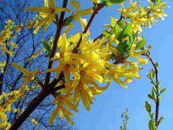 forsythia ใน urals ปลูกและดูแลในที่โล่ง