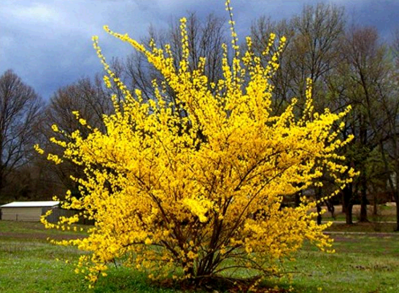 forsythia ใน urals ปลูกและดูแลในที่โล่ง