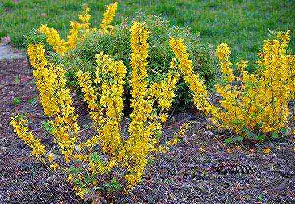 forsythia ใน urals ปลูกและดูแลในที่โล่ง