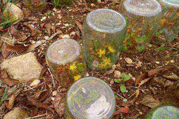 forsythia in the urals planting and care in the open