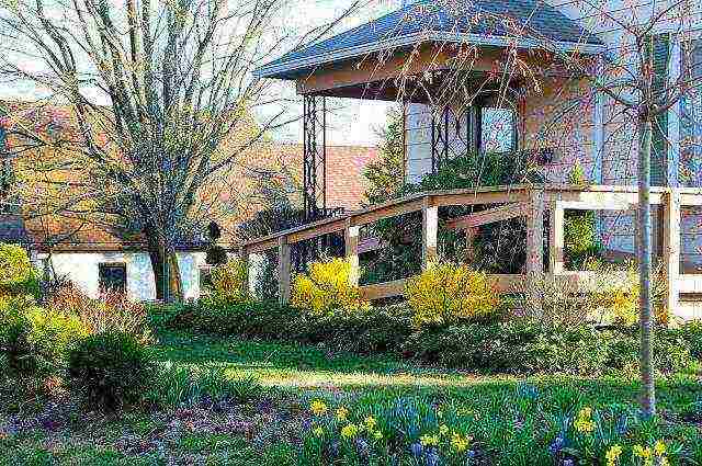 forsythia in the urals planting and care in the open