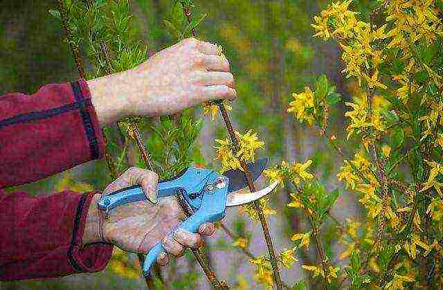 forsythia ใน urals ปลูกและดูแลในที่โล่ง