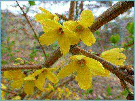 forsythia ใน urals ปลูกและดูแลในที่โล่ง