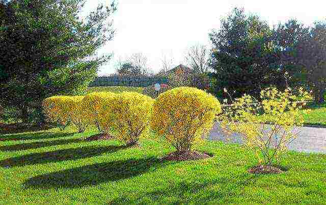 forsythia in the urals planting and care in the open