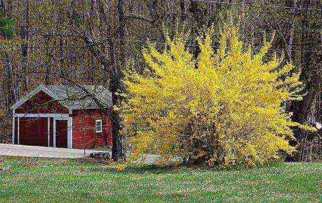 forsythia ใน urals ปลูกและดูแลในที่โล่ง